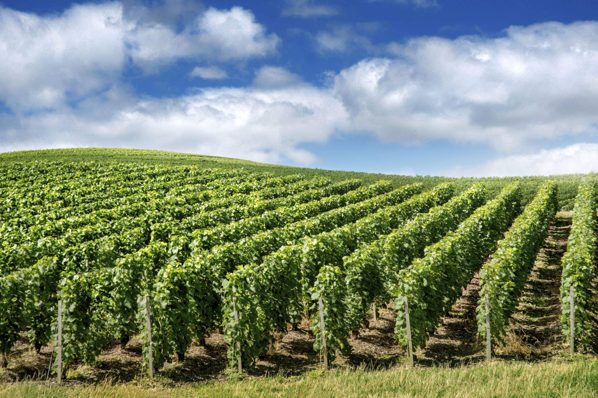 Descubrimiento de Champagne - Visita Guiada Champagne en Grupo Reducido desde París con Recogida y Regreso al Hotel - Alojamientos en Paris